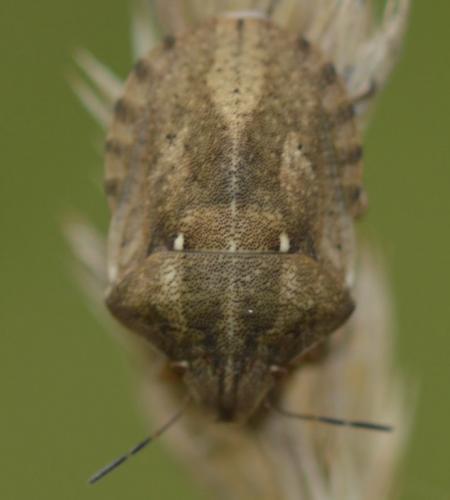 Réf. 235 866 : Eurygaster testudinaria